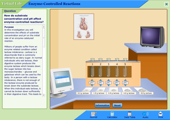 Enzyme Reaction Lab